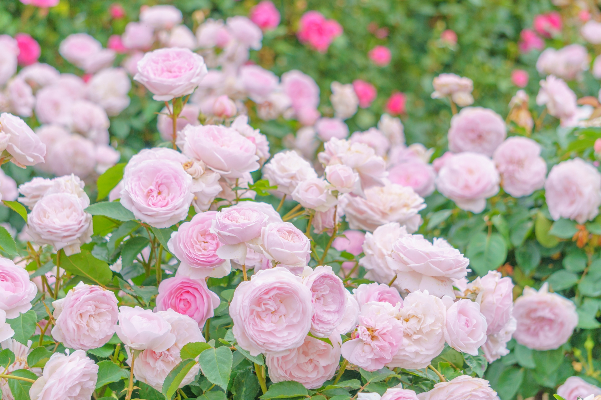 樹木葬のイメージイラスト